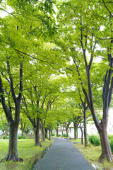 新緑　散歩