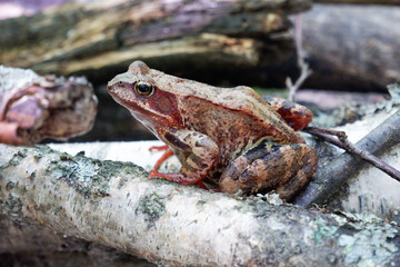 Brown frog sitting on a tree