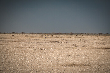 Animals in Etosha National Park, Namibia