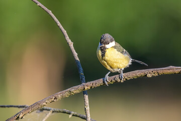 Cute Great tit (Parus major) bird in yellow black color sitting on tree branch