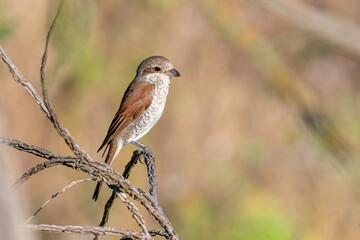 Close up of Juvenile Red-backed shrike (Lanius collurio) in nature