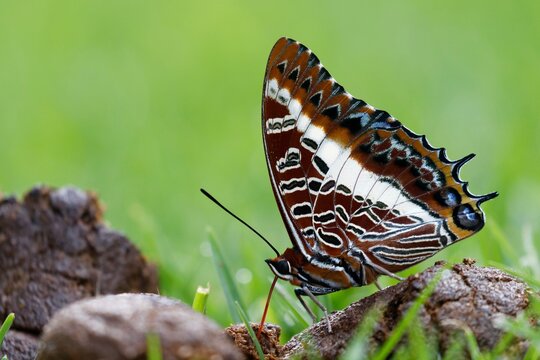 White-barred Emperor Butterfly feeding tube on Dog Poop