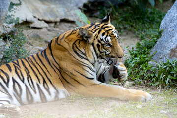 tiger in the zoo