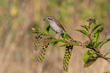 Close up of Juvenile Red-backed shrike (Lanius collurio) in nature