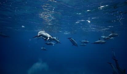 Underwater shot of a Pod of wild spinner dolphins underwater in blue sea water background