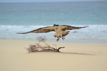 bird landing