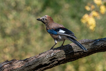Closeup of Eurasian Jay ( Garrulus glandarius) in its natural habitat