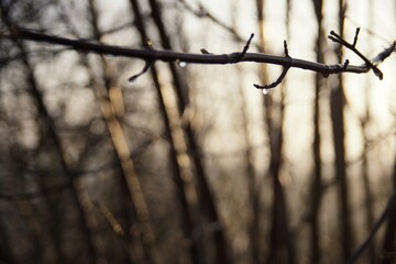 March in the forest, a drop of spring rain on a tree branch