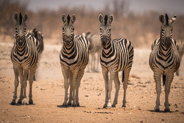 Animals in Etosha National Park, Namibia © Pawel