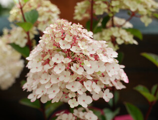 Panicled hydrangea blooming in the garden