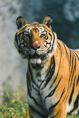 tiger in the zoo