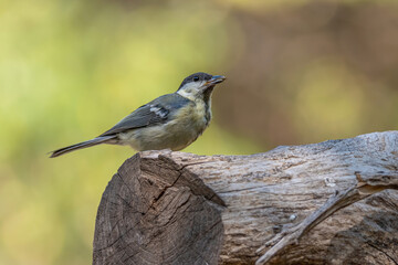 Cute Great tit (Parus major) bird in yellow black color sitting on tree branch