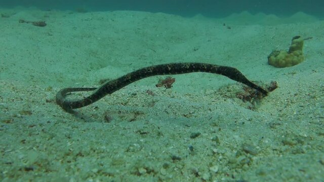 Bent Stick Pipefish lays on the sandy bottom near a coral reef and sways in the current to camouflage itself.