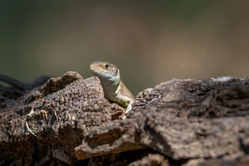 Close up shot of European green lizard, lacerta viridis.