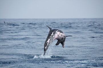 dolphin jumping out of water