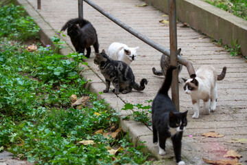 group of stray cats going to a food trap