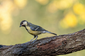 Cute Great tit (Parus major) bird in yellow black color sitting on tree branch