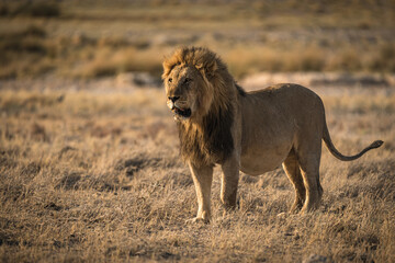 Naklejka premium Lion in Etosha National Park, Namibia