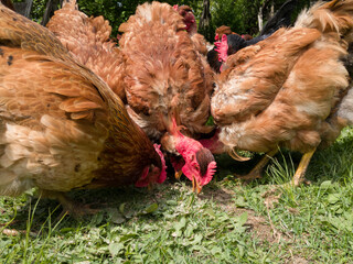A close-up view of a flock of chickens grazing grass in the yard, organic poultry farming outdoors, a group of free-range birds in the countryside during the day.