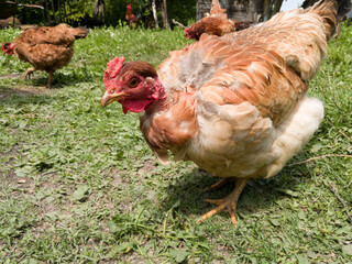Isolated close-up view of a chicken neck bare while standing in the yard during the day. Chicken standing in the field, organic farming, free range farming in the countryside.