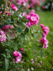 Obraz premium Rose flowers grow on a Bush