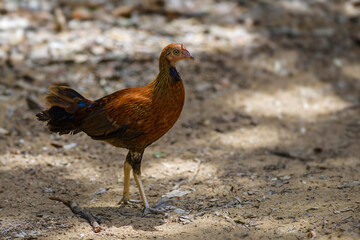 Ceylon Junglefowl - Gallus lafayettii, iconic colored national bird of Sri Lanka from Sinharadja national park, Sri Lanka.