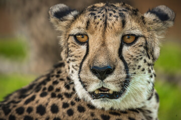 Cheetah of Etosha National Park, Namibia