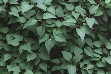 Natural background of green foliage. Fresh succulent photography of bushes for eco style background and wallpaper. Stock photo with empty space for text and design