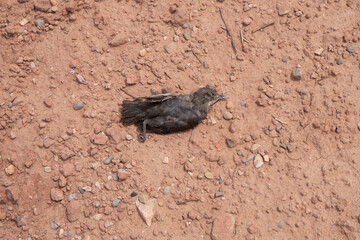 dead bird on clay soil