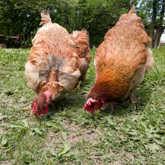 A close-up view of a flock of chickens grazing grass in the yard, organic poultry farming outdoors, a group of free-range birds in the countryside during the day.