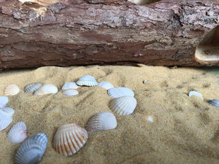 the bark of the tree on the sandy beach and the heart made of shells