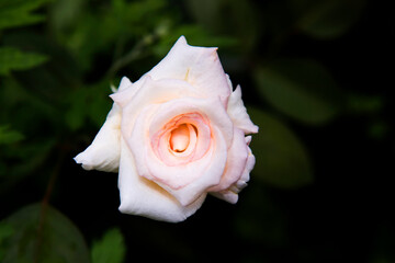 The beautiful wild flower.