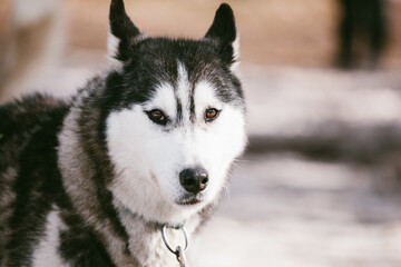 Obraz premium Huskeys of mountain ranges in victoria