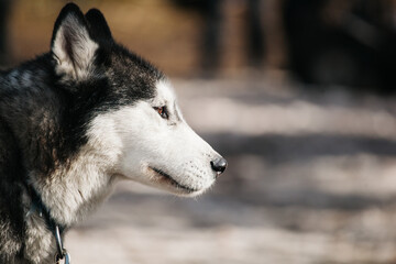 Obraz premium Huskeys of mountain ranges in victoria