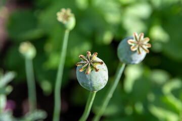 Opium poppy seed heads