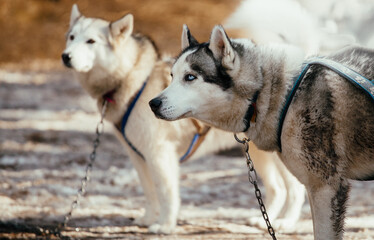 Huskeys of mountain ranges in victoria