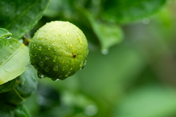 Green limes tree in the garden.Green Limes are excellent source of vitamin C.Green organic lime citrus fruit hanging on tree.Close up green lime after rain