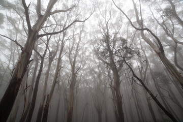 Misty forest silhouettes from Melbourne