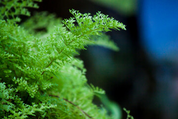 close up of a fern leaf