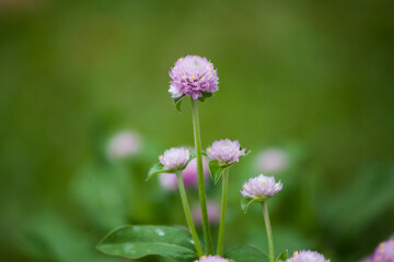 purple flower in the garden