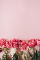 Peony tulip flowers on pink background. Flat lay