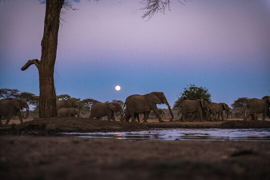 Elephants at night neat the waterhole, Chobe National Park, Botswana