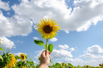 Man holding a sunflower in his hand on a background of blue sky. Sunflowers blue sky background.