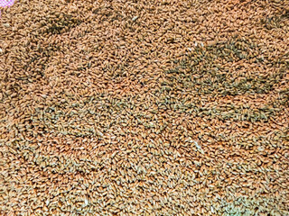 close up of  wheat