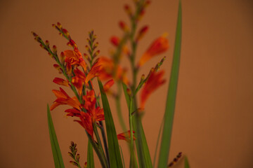 Glowing Plant Collection