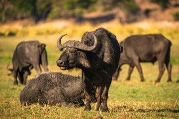 African buffalo in the savannah, Chobe national park, Botswana