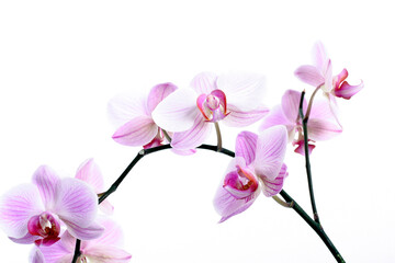 Fototapeta na wymiar Phalaenopsis - Orchidee