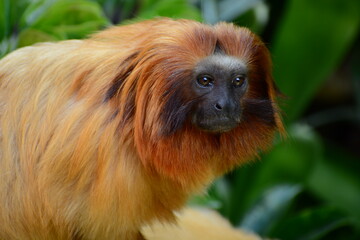 Portrait of a golden lion tamarin (Leontopithecus rosalia). It has become one of the world’s most endangered animals – due to it being hunted by poachers and its forest habitat being destroyed