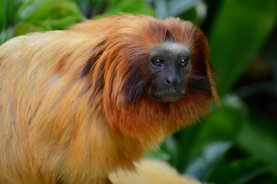 Portrait Of A Golden Lion Tamarin (Leontopithecus Rosalia). It Has Become One Of The World’s Most Endangered Animals – Due To It Being Hunted By Poachers And Its Forest Habitat Being Destroyed