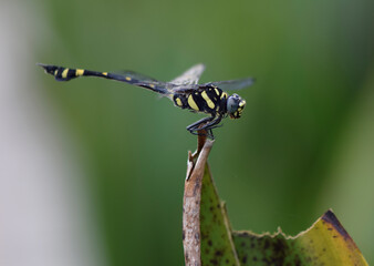 close up of a butterfly
